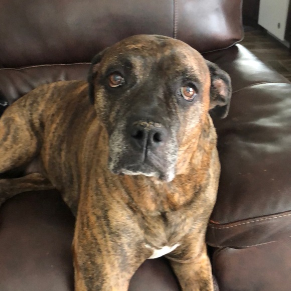 Abby - Picture 1 of 1